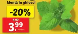 Lidl Mentă în ghiveci Ofertă