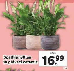 Lidl Spathiphyllum în ghiveci ceramic Ofertă