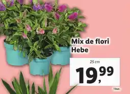 Lidl Mix de flori Hebe Ofertă