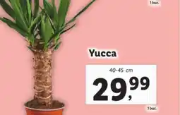 Lidl Yucca Ofertă
