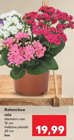 Kaufland Kalanchoe mix Ofertă