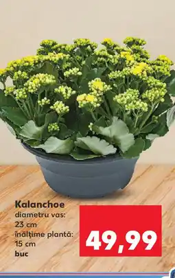 Kaufland Kalanchoe Ofertă