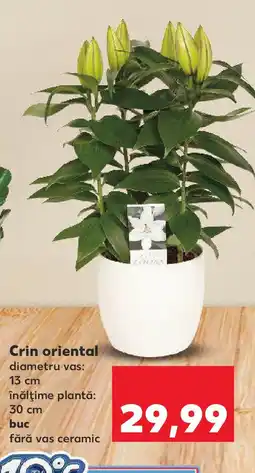 Kaufland Crin oriental Ofertă