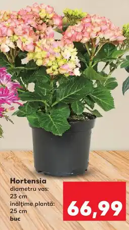 Hortensia