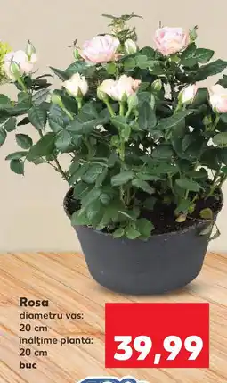 Kaufland Rosa Ofertă