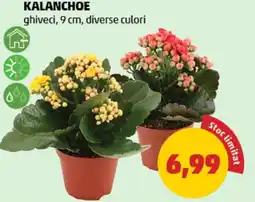 Penny Kalanchoe Ofertă