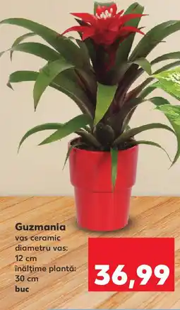 Kaufland Guzmania Ofertă