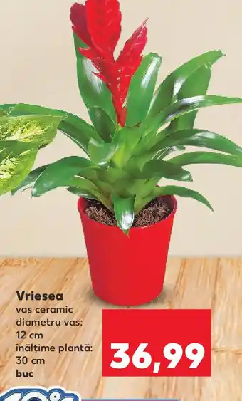 Kaufland Vriesea Ofertă