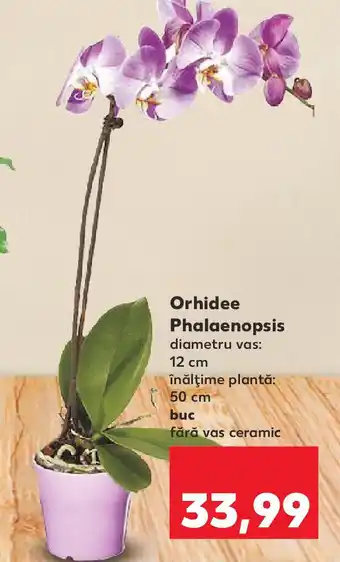 Kaufland Orhidee Phalaenopsis Ofertă