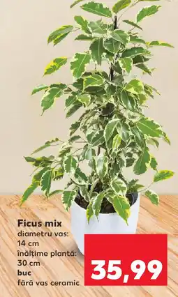 Kaufland Ficus mix Ofertă