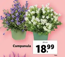 Lidl Campanula Ofertă