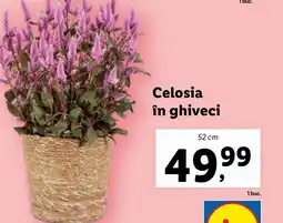 Lidl Celosia în ghiveci Ofertă