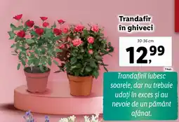 Lidl Trandafir în ghiveci Ofertă