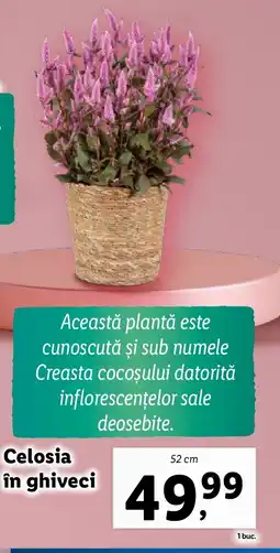 Lidl Celosia in ghiveci Ofertă