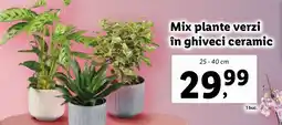 Lidl Mix plante verzi în ghiveci ceramic Ofertă
