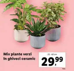 Lidl Mix plante verzi în ghiveci ceramic Ofertă