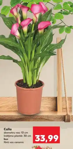 Kaufland Calla Ofertă