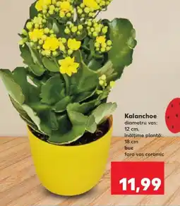 Kaufland Kalanchoe Ofertă