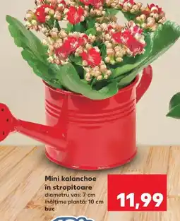 Kaufland Mini kalanchoe în stropitoare Ofertă