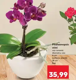 Kaufland Phalaenopsis mini Ofertă
