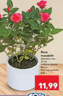Kaufland Rosa trandafir Ofertă