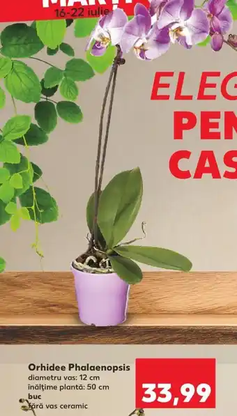 Kaufland Orhidee Phalaenopsis Ofertă