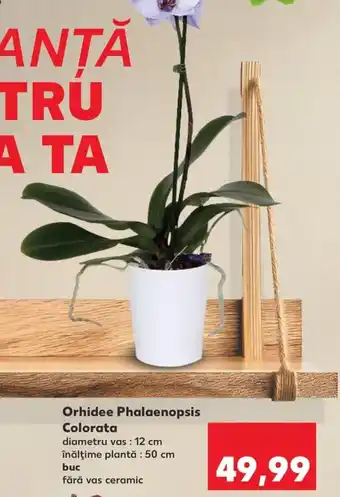 Kaufland Orhidee Phalaenopsis Colorata Ofertă
