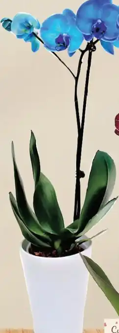 Kaufland Orhidee Phalaenopsis Albastră Ofertă