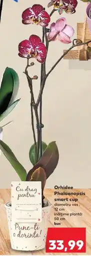 Kaufland Orhidee Phalaenopsis smart cup Ofertă