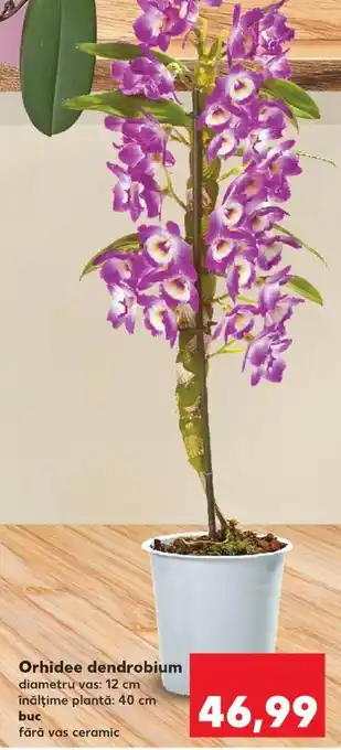 Kaufland Orhidee dendrobium Ofertă