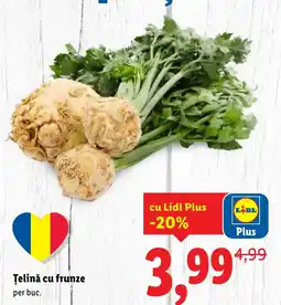 Lidl Țelină cu frunze Ofertă