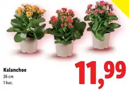 Lidl Kalanchoe Ofertă