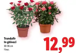 Lidl Trandafir în ghiveci Ofertă