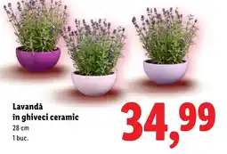 Lidl Lavandǎ în ghiveci ceramic Ofertă