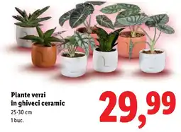 Lidl Plante verzi în ghiveci ceramic Ofertă