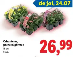 Lidl Crizanteme, pachet 6 ghivece Ofertă