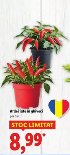 Lidl Ardei iute în ghiveci Ofertă