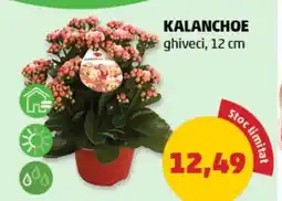 Penny Kalanchoe Ofertă