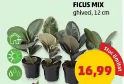 Penny Ficus mix Ofertă