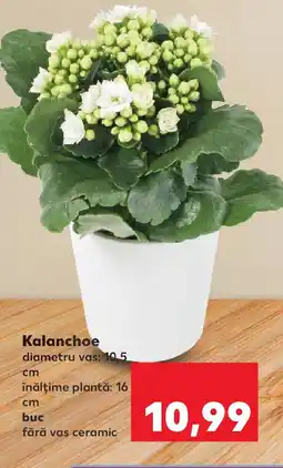 Kaufland Kalanchoe Ofertă