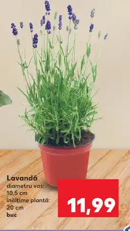 Kaufland Lavandă Ofertă