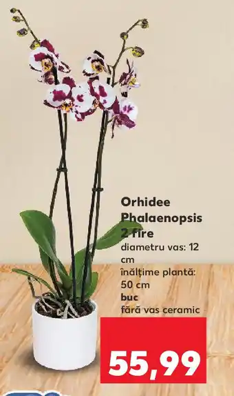 Kaufland Orhidee Phalaenopsis 2 fire Ofertă