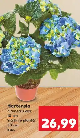 Kaufland Hortensia Ofertă