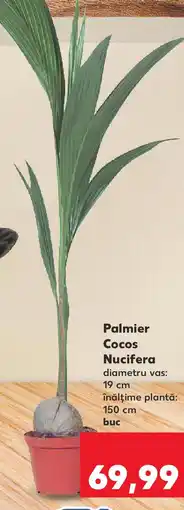Kaufland Palmier Cocos Nucifera Ofertă