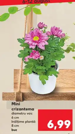Kaufland Mini crizantema Ofertă
