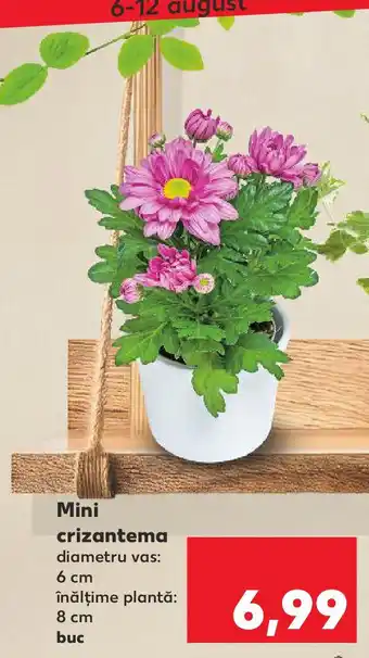 Kaufland Mini crizantema Ofertă