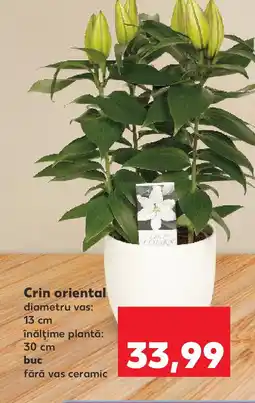 Kaufland Crin oriental Ofertă