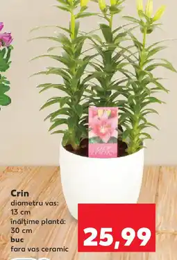 Kaufland Crin Ofertă