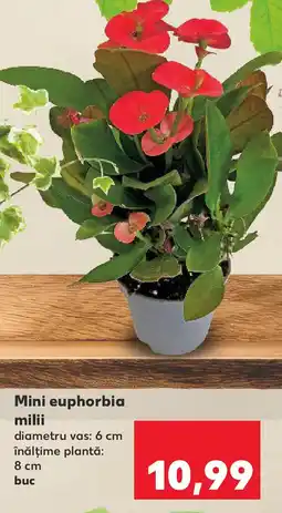 Kaufland Mini euphorbia milii Ofertă