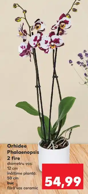 Kaufland Orhidee Phalaenopsis 2 fire Ofertă